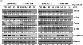 Sox2 (D9B8N) Rabbit mAb | Cell Signaling Technology