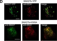 Fig.3.D showing Immunocytochemistry-immunofluorescence from the publication: Ras-association domain of sorting Nexin 27 is critical for regulating expression of GIRK potassium channels.