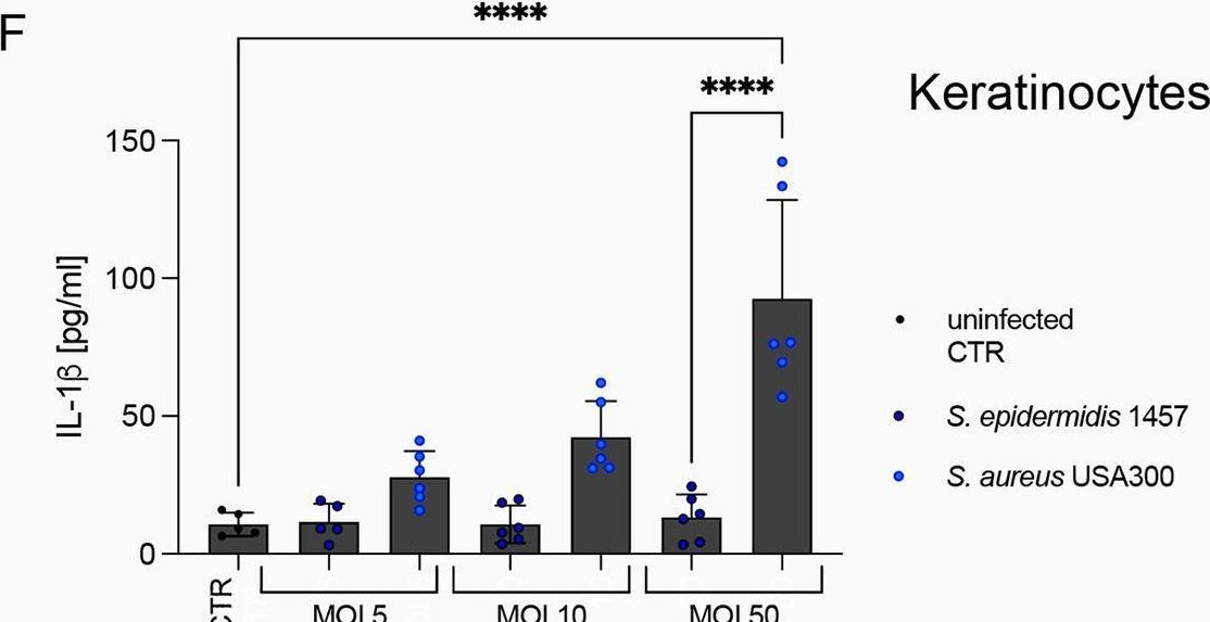 Fig.4.F showing Enzyme-linked immunosorbent assay from the publication: Tissue resident cells differentiate S. aureus from S. epidermidis via IL-1β following barrier disruption in healthy human skin.