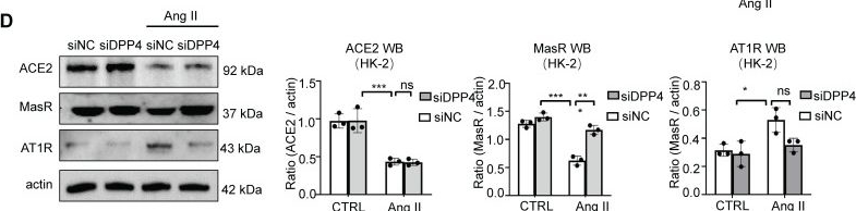 Fig.7.D showing Western Blotting from the publication: Epithelial DPP4 promotes Ang II-driven renal fibrosis by targeting ACE2 activity in the renin-angiotensin system.
