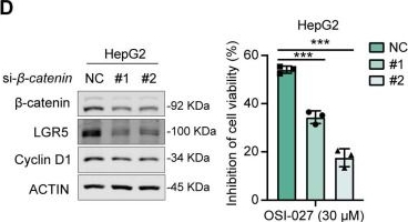Fig.1.D showing Western Blotting from the publication: Oncogenic β-catenin stimulation of cofilin 1-mediated macropinocytosis is druggable for cancer.