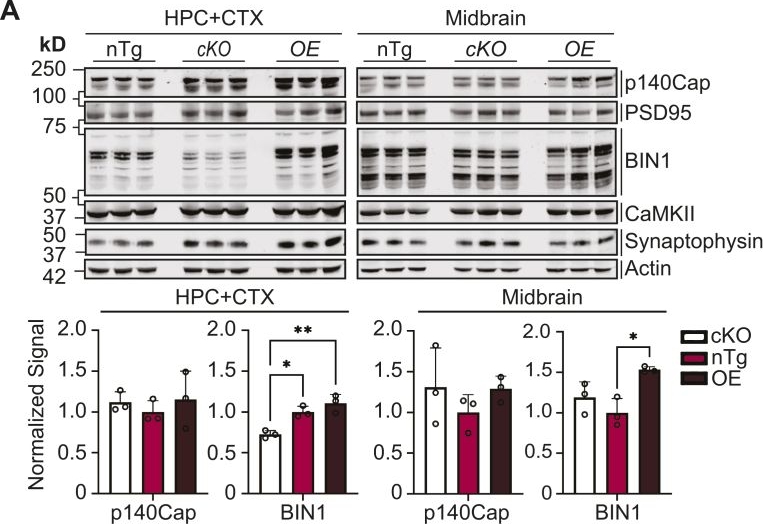 SYP antibodies - Antibody search engine - CiteAb