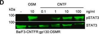 Fig.6.D showing Western Blotting from the publication: Engineered interleukin-6-derived cytokines recruit artificial receptor complexes and disclose CNTF signaling via the OSMR.