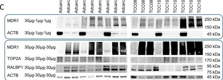 Fig.2.C showing Western Blotting in a Canis lupus familiaris (Domestic dog) sample from the publication: MDR1 Inhibition Reverses Doxorubicin-Resistance in Six Doxorubicin-Resistant Canine Prostate and Bladder Cancer Cell Lines.