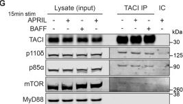 Fig.6.G showing Western Blotting from the publication: TACI regulates marginal zone B cell development.