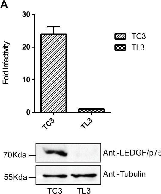 Fig.1.A showing Western Blotting in a HIV sample from the publication: LEDGF/p75 Deficiency Increases Deletions at the HIV-1 cDNA Ends.
