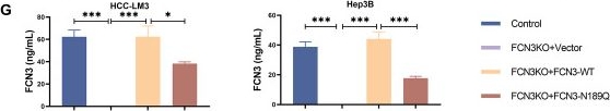 Fig.3.G showing Enzyme-linked immunosorbent assay from the publication: STT3A-mediated FCN3 N-glycosylation promotes Treg cell activation to drive hepatocellular carcinoma progression via Wnt/β-catenin.