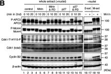 Fig.3.B showing Western Blotting from the publication: Mre11 exonuclease activity promotes irreversible mitotic progression under replication stress.