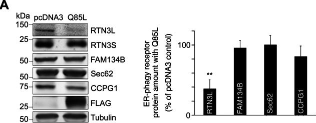 Fig.6.A showing Western Blotting from the publication: Rab32 uses its effector reticulon 3L to trigger autophagic degradation of mitochondria-associated membrane (MAM) proteins.