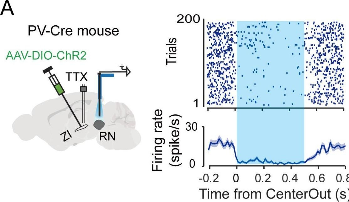 Fig.3.A from the publication: The zona incerta negatively regulates the red nucleus during movement cued by sound signals.
