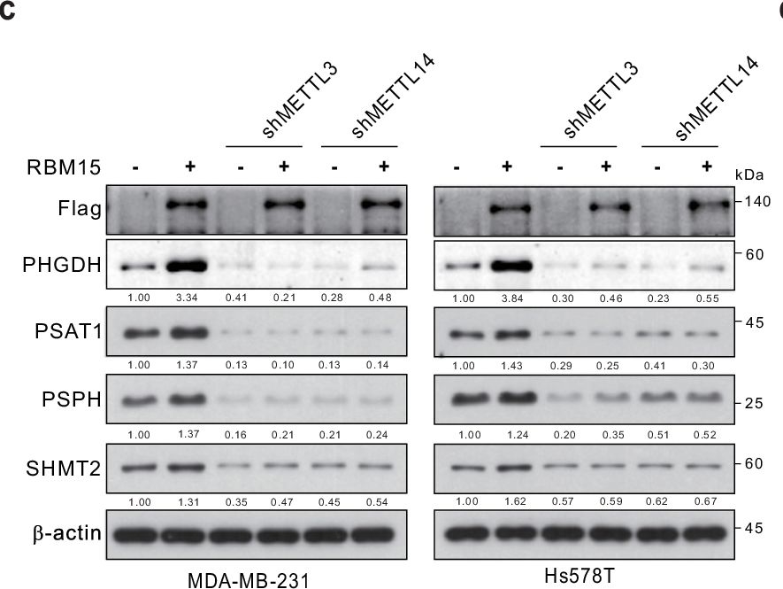 Fig.7.C showing Western Blotting in a Homo sapiens (Human) sample from the publication: The m6A writer RBM15 drives the growth of triple-negative breast cancer cells through the stimulation of serine and glycine metabolism.