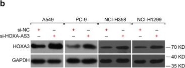 Fig.4.B showing Western Blotting from the publication: LncRNA HOXA-AS3 confers cisplatin resistance by interacting with HOXA3 in non-small-cell lung carcinoma cells.