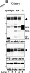 Fig.4.B showing Simple Western - Size in a Mus musculus (House mouse) sample from the publication: Matriptase zymogen supports epithelial development, homeostasis and regeneration.