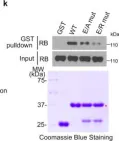 Fig.3.K showing Western Blotting from the publication: Retinoblastoma protein as an intrinsic BRD4 inhibitor modulates small molecule BET inhibitor sensitivity in cancer.