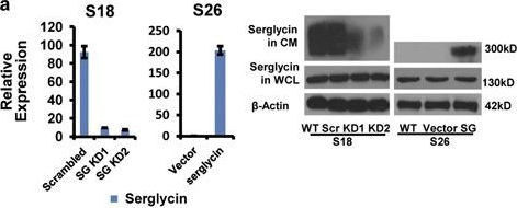 Fig.2.A showing Western Blotting in a Homo sapiens (Human) sample from the publication: Extracellular serglycin upregulates the CD44 receptor in an autocrine manner to maintain self-renewal in nasopharyngeal carcinoma cells by reciprocally activating the MAPK/β-catenin axis.