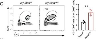 Fig.2.G showing Flow cytometry/Cell sorting in a Mus musculus (House mouse) sample from the publication: NPLOC4 Inhibition Remodels Tumor Microenvironment via M2-to-M1 Macrophage Reprogramming and Boosts Anti-PD-1 Response in Liver Cancer.