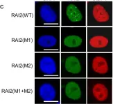Fig.2.C showing Immunocytochemistry-immunofluorescence from the publication: Master corepressor inactivation through multivalent SLiM-induced polymerization mediated by the oncogene suppressor RAI2.