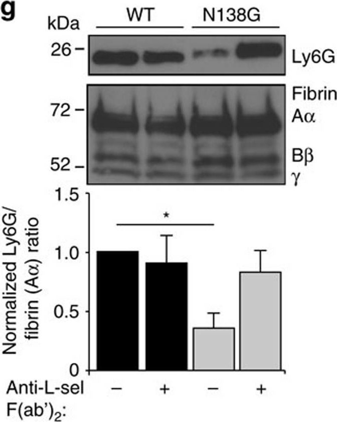 Fig.7.G showing Western Blotting in a Mus musculus (House mouse) sample from the publication: L-selectin mechanochemistry restricts neutrophil priming in vivo.