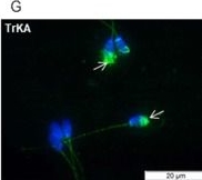 Fig.1.G showing Immunocytochemistry-immunofluorescence from the publication: In vitro effect of nerve growth factor on the main traits of rabbit sperm.