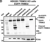 Fig.1.D showing Western Blotting in a Homo sapiens (Human) sample from the publication: Generation of the short TRIM32 isoform is regulated by Lys 247 acetylation and a PEST sequence.