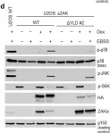 Fig.5.D showing Western Blotting in a Homo sapiens (Human) sample from the publication: Computational and Functional Analysis of Structural Features in the ZAKα Kinase.