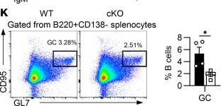 Fig.7.K showing Flow cytometry/Cell sorting from the publication: HMGB1 couples LEF1 to regulate B cell immunity.
