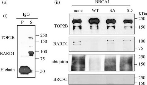 Fig.5.A showing Western Blotting in a Homo sapiens (Human) sample from the publication: BRCA1-BARD1 regulates transcription through modulating topoisomerase IIβ.
