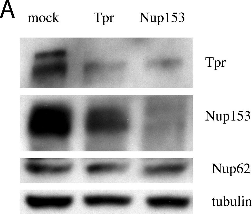 Silencing nuclear pore protein Tpr elicits a senescent-like phenotype in cancer cells.
