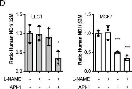 Fig.5.D from the publication: Erythropoietin receptor regulates tumor mitochondrial biogenesis through iNOS and pAKT.