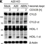 Fig.4.K showing Western Blotting from the publication: A20 and ABIN-1 cooperate in balancing CBM complex-triggered NF-κB signaling in activated T cells.