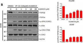 Fig.2.B showing Western Blotting in a Homo sapiens (Human) sample from the publication: ATM inhibitor KU60019 synergistically sensitizes lung cancer cells to topoisomerase II poisons by multiple mechanisms.