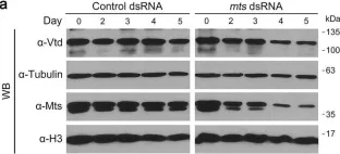 Fig.5.A showing Western Blotting in a Drosophila melanogaster (Fruit fly) sample from the publication: Protein phosphatase 2A interacts with Verthandi/Rad21 to regulate mitosis and organ development in Drosophila.