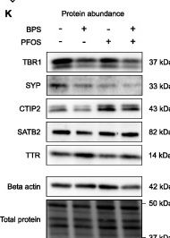 Fig.3.K showing Western Blotting from the publication: Endocrine-disrupting effects of environmental BPS and PFOS on human brain organoid development.