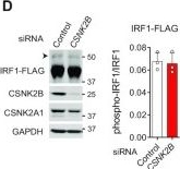 Fig.2.D showing Western Blotting in a Homo sapiens (Human) sample from the publication: CSNK2B modulates IRF1 binding to functional DNA elements and promotes basal and agonist-induced antiviral signaling.