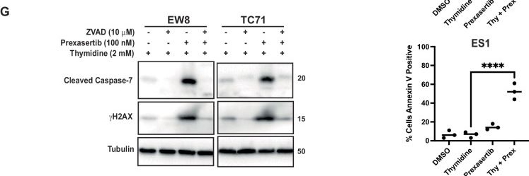 Fig.2.G showing Western Blotting from the publication: DNA replication stress and translational repression converge to drive CDK1- and caspase-dependent apoptosis in Ewing sarcoma.
