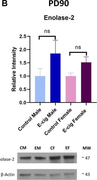 Fig.7.B showing Western Blotting from the publication: Impact of in-utero electronic cigarette exposure on neonatal neuroinflammation, oxidative stress and mitochondrial function.
