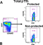 Fig.2.A showing Flow cytometry/Cell sorting in a Homo sapiens (Human) sample from the publication: A delayed fractionated dose RTS,S AS01 vaccine regimen mediates protection via improved T follicular helper and B cell responses.