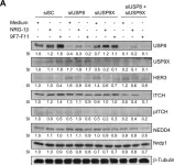 Fig.9.A showing Western Blotting from the publication: The anti-HER3 (ErbB3) therapeutic antibody 9F7-F11 induces HER3 ubiquitination and degradation in tumors through JNK1/2- dependent ITCH/AIP4 activation.