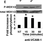 Fig.4.E showing Western Blotting from the publication: Mechanisms for vascular cell adhesion molecule-1 activation of ERK1/2 during leukocyte transendothelial migration.