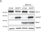 Fig.6.C showing Western Blotting from the publication: ADAP1 limits neonatal cardiomyocyte hypertrophy by reducing integrin cell surface expression.