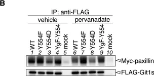 Fig.3.B showing Chromatin immunoprecipitation in a Homo sapiens (Human) sample from the publication: Specific dephosphorylation at tyr-554 of git1 by ptprz promotes its association with paxillin and hic-5.