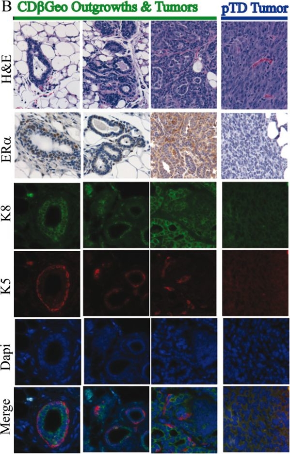 Oncogenic transformation of mammary epithelial cells by transforming growth factor beta independent of mammary stem cell regulation.