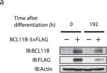 Identification of BCL11B as a regulator of adipogenesis.