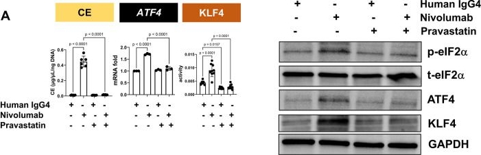 Fig.3.A showing Western Blotting in a Homo sapiens (Human) sample from the publication: Immune checkpoint inhibitor-driven smooth muscle cell phenotypic modulation: a potential contributor to atherosclerotic risk associated with these therapies.