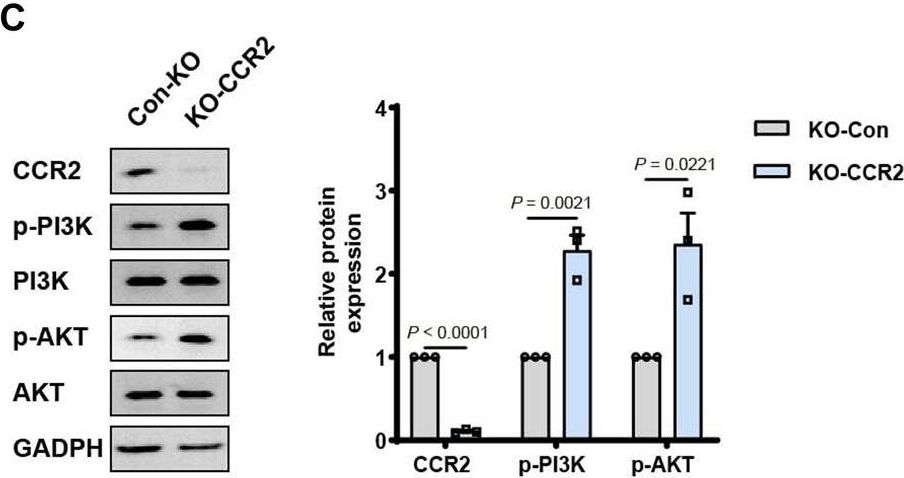 Fig.7.C showing Western Blotting from the publication: LLLT accelerates experimental wound healing under microgravity conditions via PI3K/AKT-CCR2 signal axis.