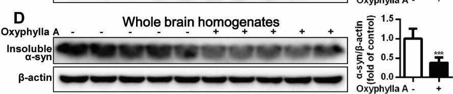 Fig.6.D showing Western Blotting from the publication: Oxyphylla A Promotes Degradation of α-Synuclein for Neuroprotection via Activation of Immunoproteasome.