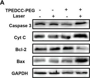 Fig.7.A showing Western Blotting in a Mus musculus (House mouse) sample from the publication: TPEDCC-PEG-based photodynamic therapy exhibits potent therapeutic efficacy against echinococcosis by inducing oxidative stress and mitochondria-mediated apoptosis.