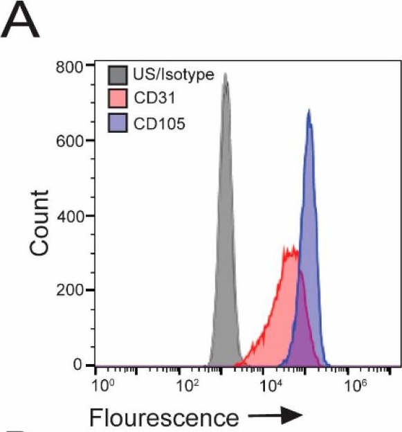 Fig.2.A showing Flow cytometry/Cell sorting in a Homo sapiens (Human) sample from the publication: Manufacturing and Functional Characterization of Bioengineered Liver Grafts for Extracorporeal Liver Assistance in Acute Liver Failure.