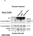 Fig.3.C showing Western Blotting in a Xenopus laevis (African clawed frog) sample from the publication: Osmostress-induced apoptosis in Xenopus oocytes: role of stress protein kinases, calpains and Smac/DIABLO.