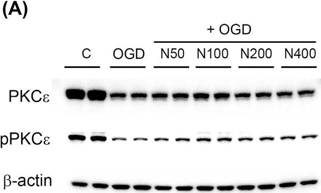 Fig.6.A showing Western Blotting from the publication: Neuropeptide FF Promotes Neuronal Survival and Enhances Synaptic Protein Expression Following Ischemic Injury.
